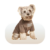 Dog Apparel