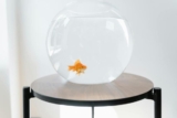 Common Aquarium Setup Mistakes to Avoid